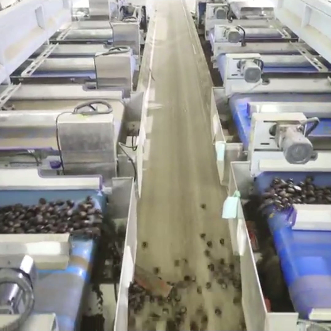 Intelligent High Capacity Chestnut Sorting Machine (304 Stainless Steel ...
