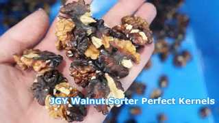 เครื่องคัดแยกเคอร์เนล JGY Walnut แบบหลายเกรดโดยผ่าน 1 ครั้ง 3
